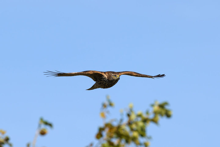 DSC_4222.jpg