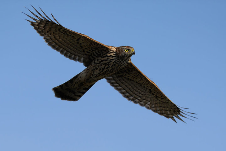 DSC_4225.jpg