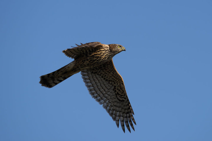DSC_4226.jpg