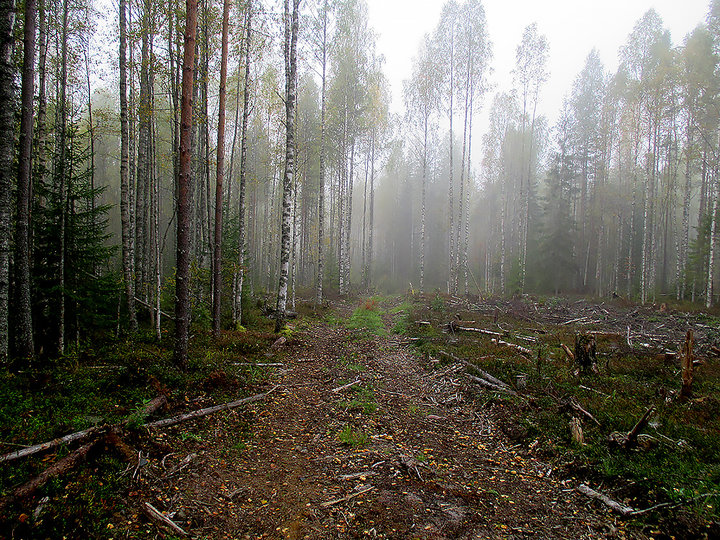 road_tuman.jpg