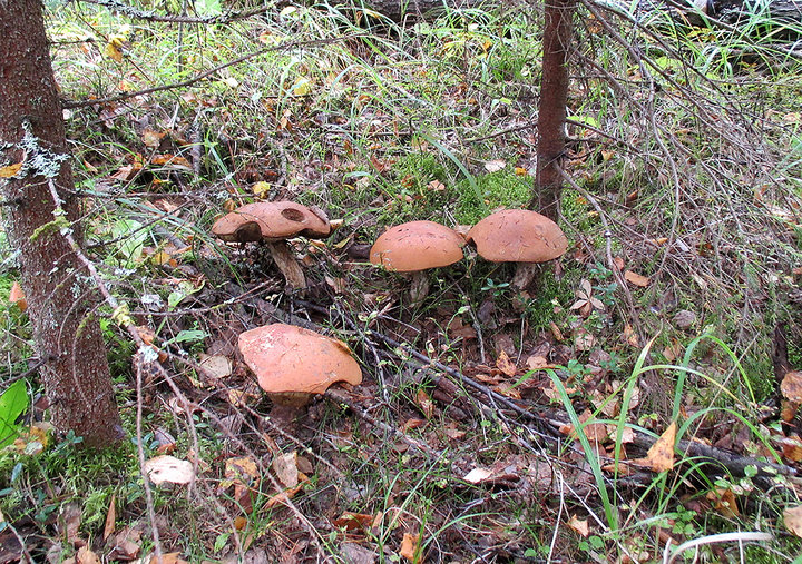 podosinoviki.jpg