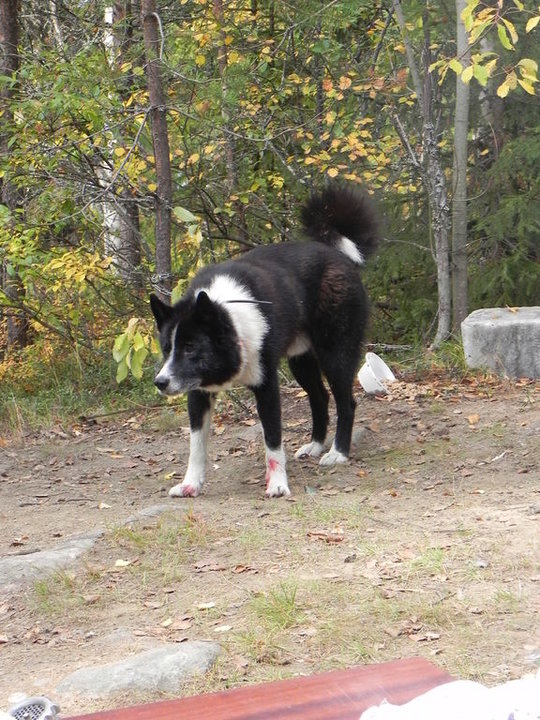 DSCN6155.JPG (139.55 КБ) 6460 просмотров DSCN6155.JPG