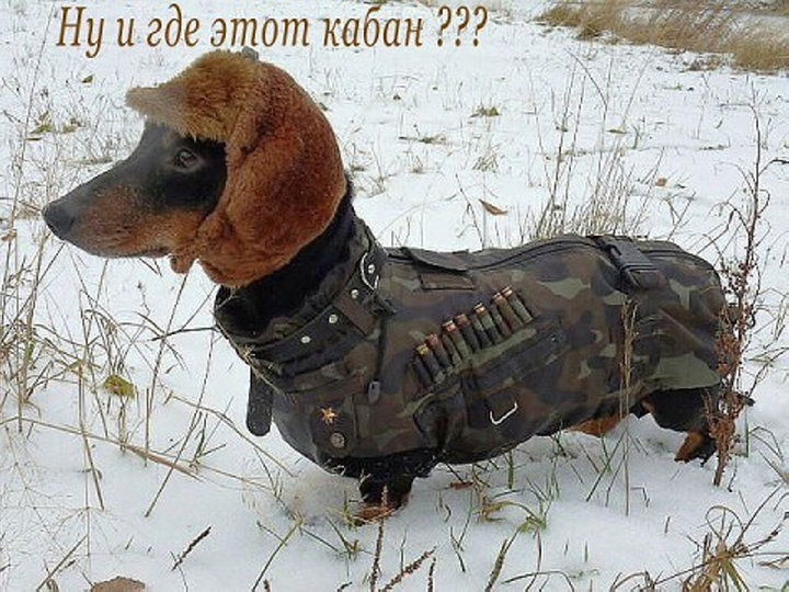 ай да помощник!.jpeg