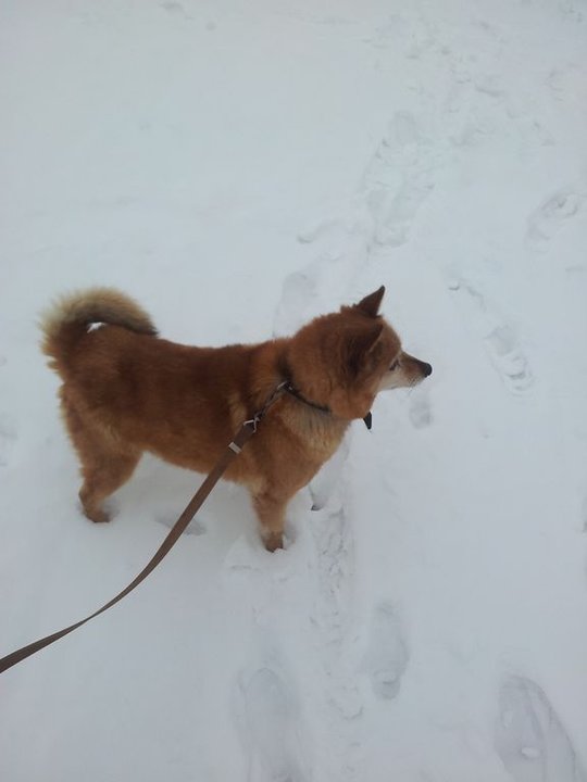 20140208_124900.jpg (21.45 КБ) 7310 просмотров 20140208_124900.jpg