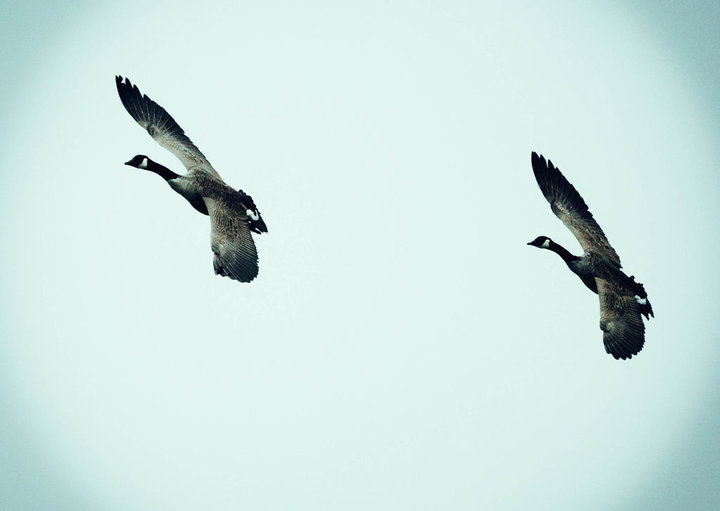 kanadskaya_kazara.jpg (41.03 КБ) 1434 просмотра kanadskaya_kazara.jpg