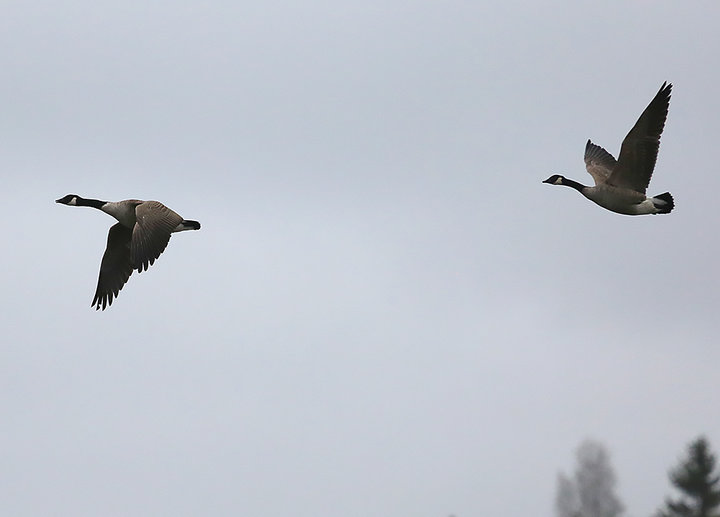 M25A7568.jpg (299.32 КБ) 1430 просмотров M25A7568.jpg