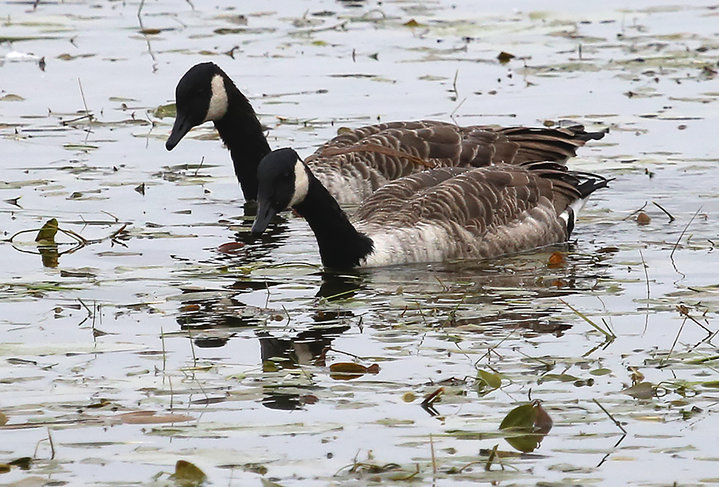 M25A7483.jpg (641.41 КБ) 1392 просмотра M25A7483.jpg