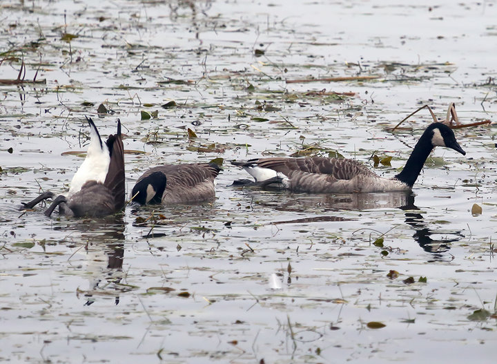 M25A7487.jpg (680.03 КБ) 1392 просмотра M25A7487.jpg