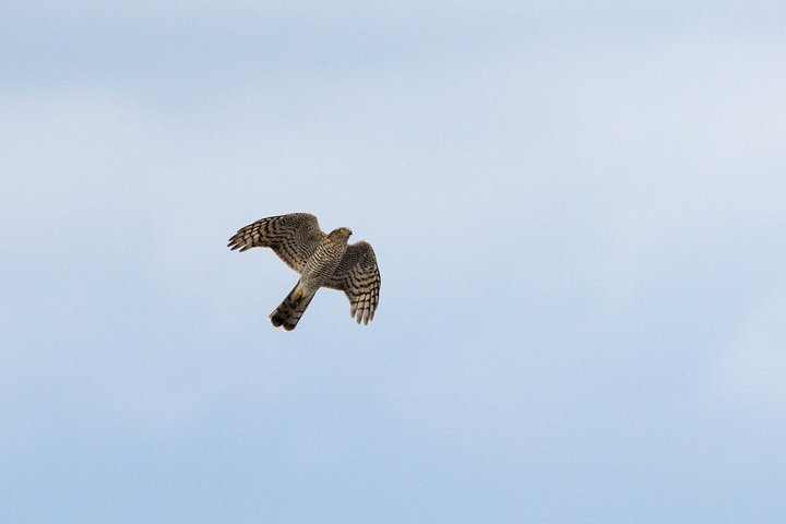 DSC_4100.jpg