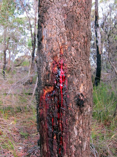 bloodwood-tree-01.jpg