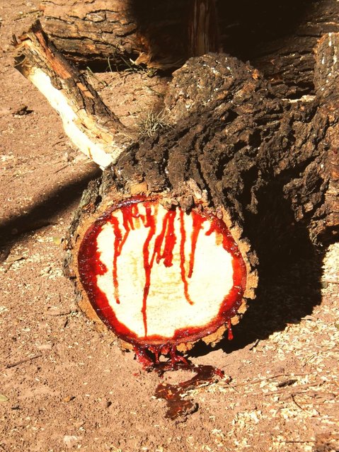 bloodwood-tree-03.jpg
