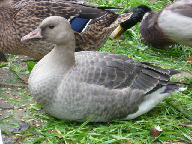 getImage %286%29.jpg