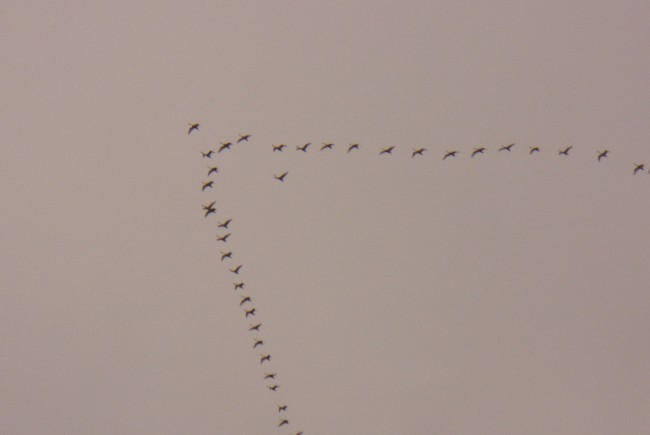 P1020901.JPG (1.19 МБ) 1451 просмотр Клин журавлинный запечатлел.