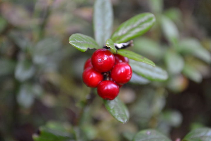DSC_0250.JPG