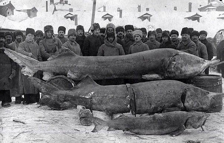 трофеи Волги 1924 г..jpg