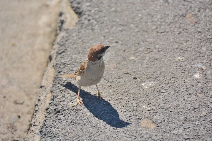 DSC_1069.JPG