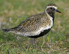 Pluvialis%20apricaria.jpg