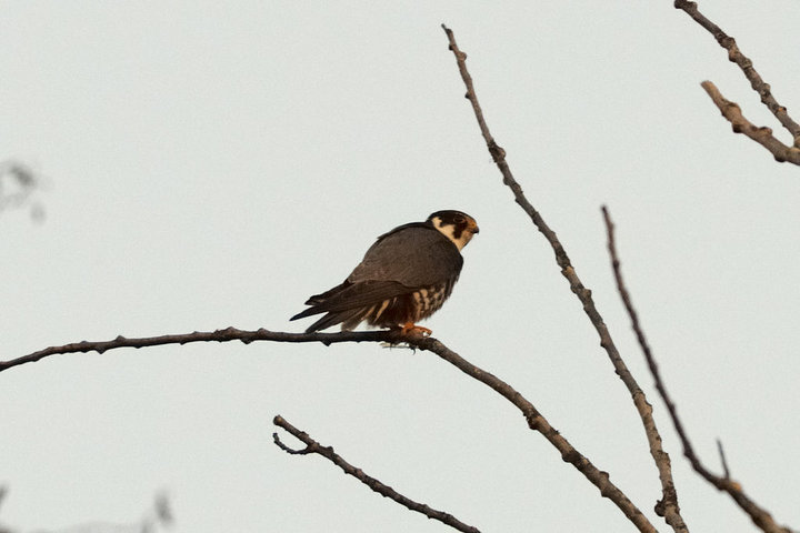 DSC_5344.jpg