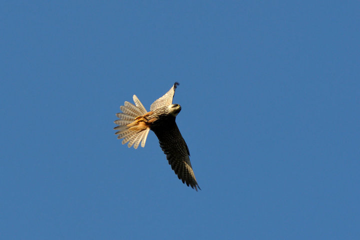 DSC_1322.jpg