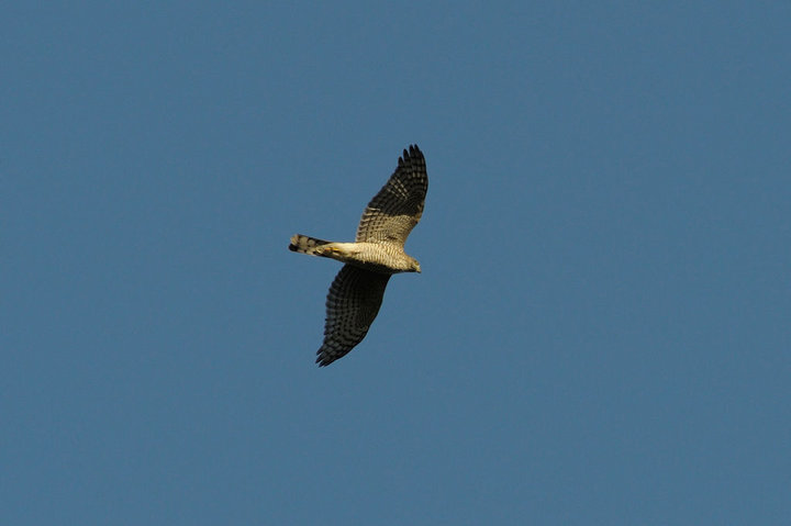 DSC_1412.jpg