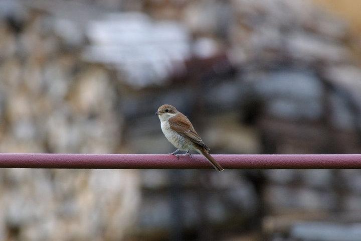 DSC_6745.jpg