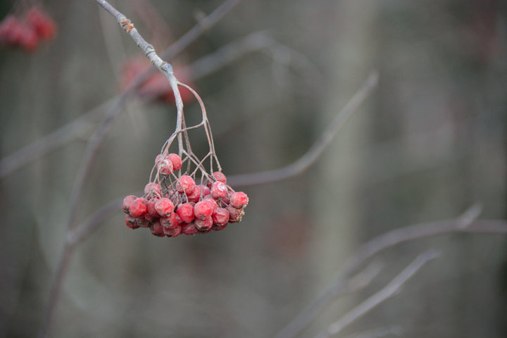 DSC_1652.JPG