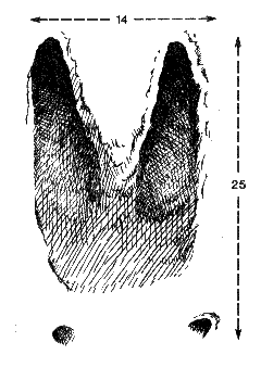 risfor74.gif