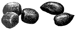 risfor76.gif
