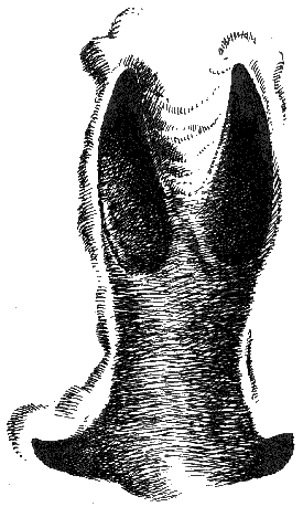 risfor87.gif