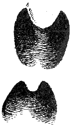 risfor93.gif