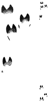 risfor95.gif