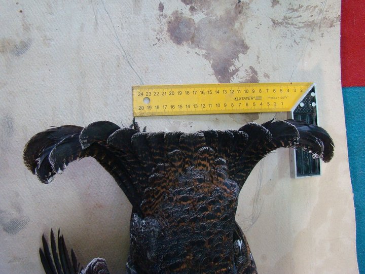 77.jpg