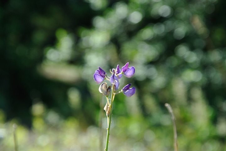 DSC_0140.JPG