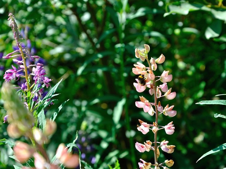 DSC_0145.JPG
