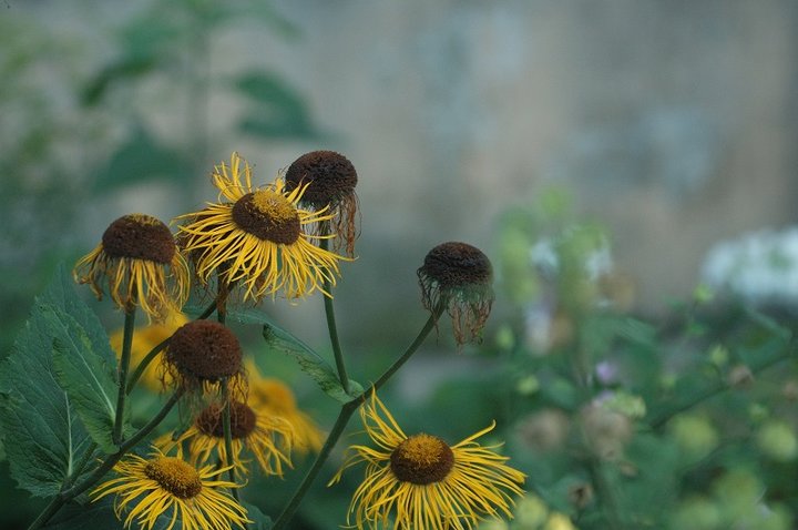DSC_8230.JPG