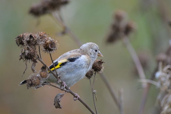 DSC_9308.jpg