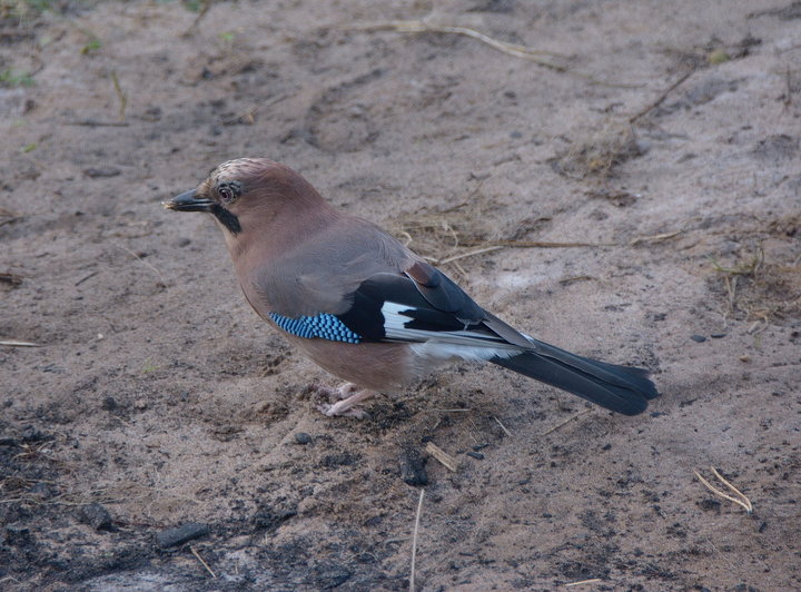 DSC_2151.JPG