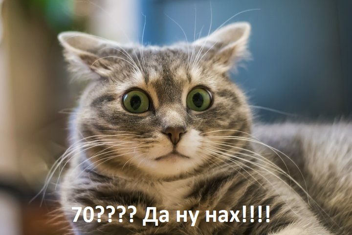 Кот-Доллар.jpg