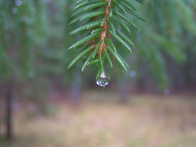 PICT0271.JPG