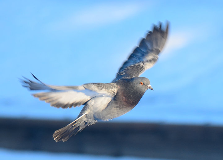 DSC_2226.JPG