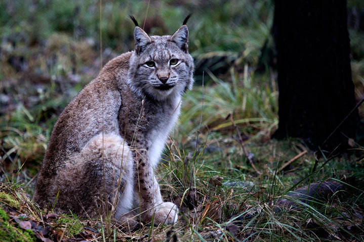 kiska.jpg