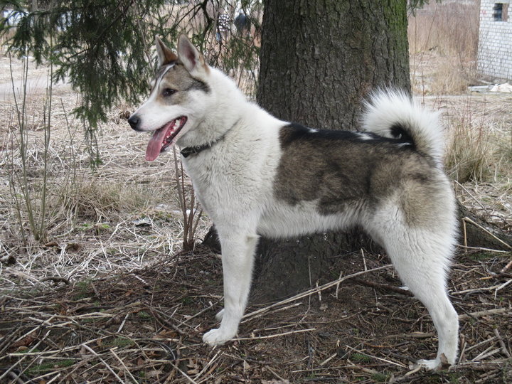 Laska (size 8.5cm11cm).JPG