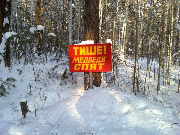 медведь.jpg