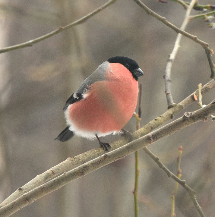 DSC_2231.JPG