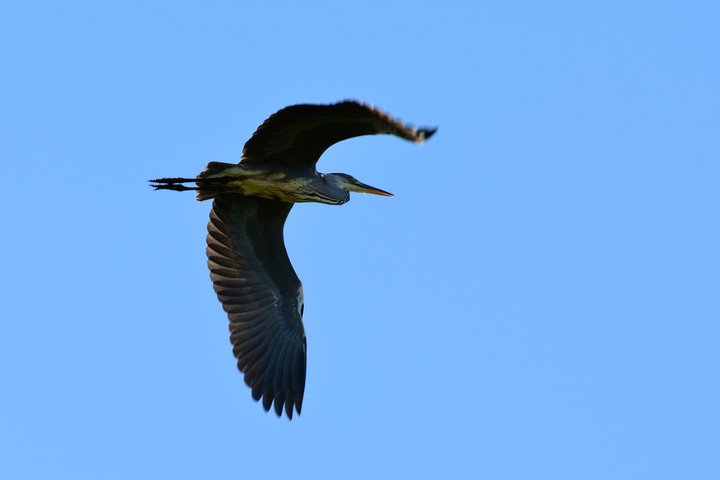 DSC_1130.jpg
