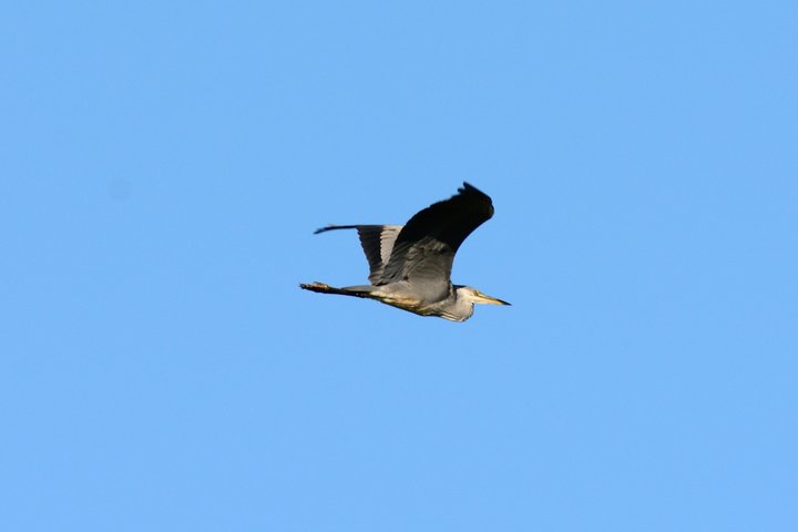 DSC_1138.jpg