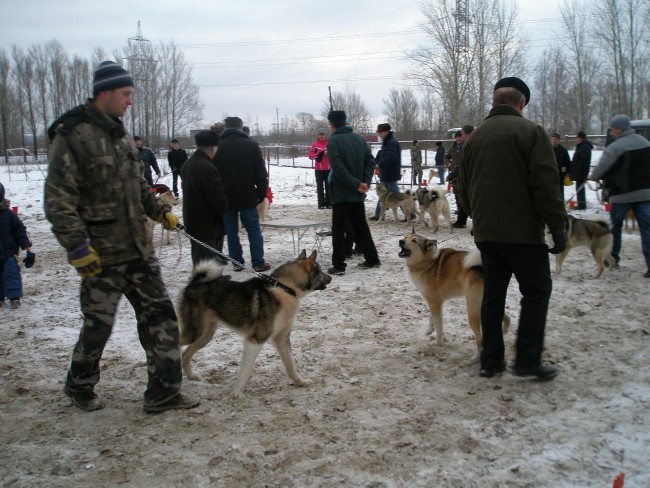 РєРѕР±РµР»Рё 2.JPG