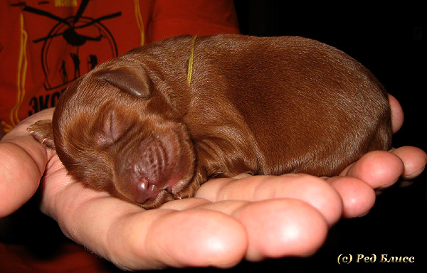 puppy2009-0.jpg