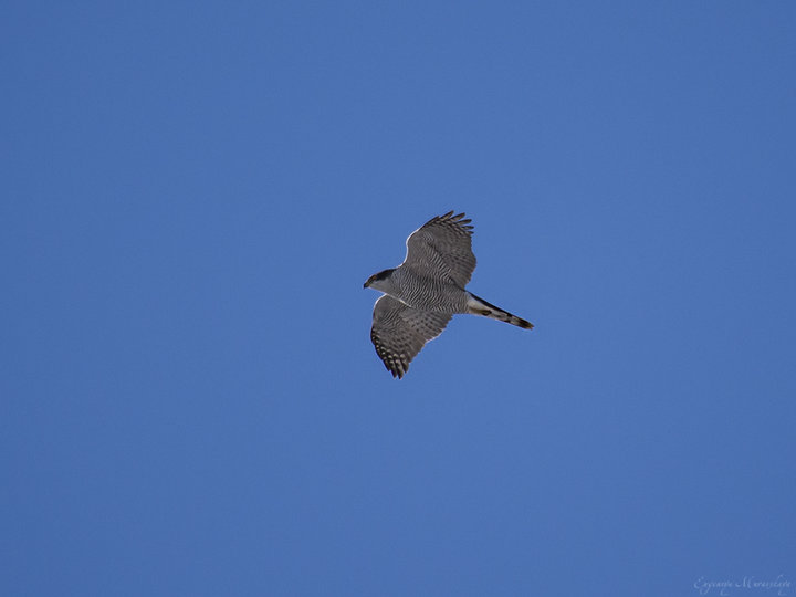 P3270049.jpg