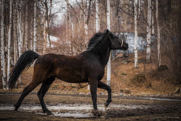 Гранд